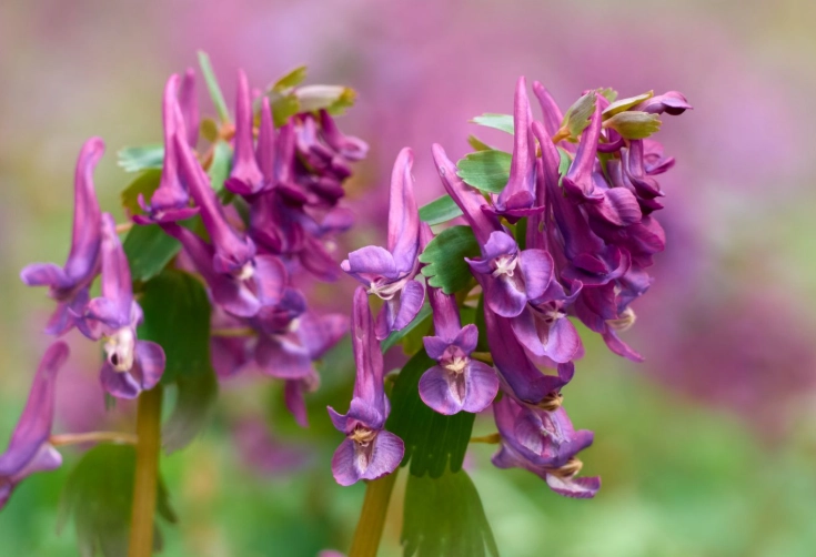 corydalis plant care