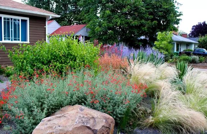 oregon native plants drought tolerant