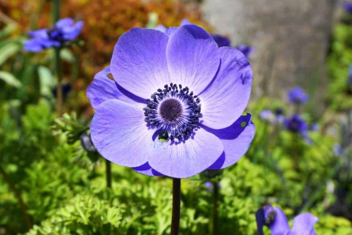 anemone the flower