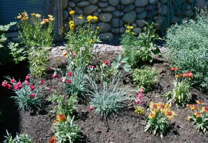 drought tolerant plants oregon