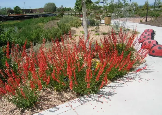 oregon native plants drought tolerant