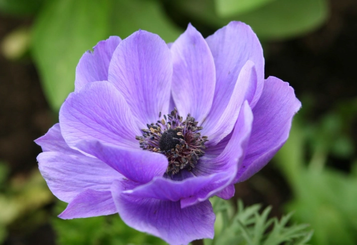 how to grow anemones how to grow anemones