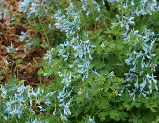 how to grow corydalis