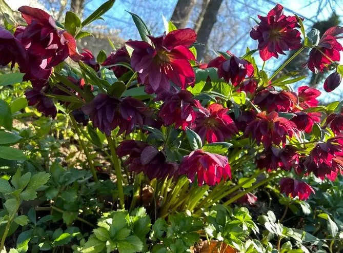 cold hardy garden plants