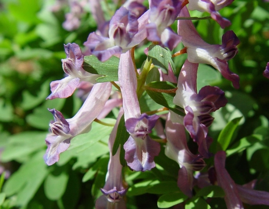 corydalis plant care