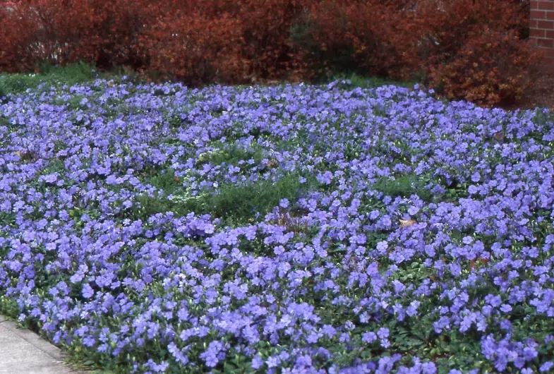 how to grow periwinkle how to grow periwinkle