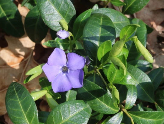 periwinkle plant care