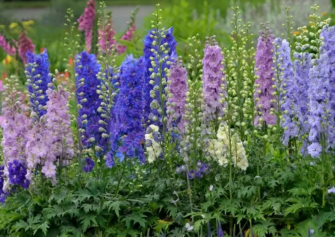 how to grow delphiniums