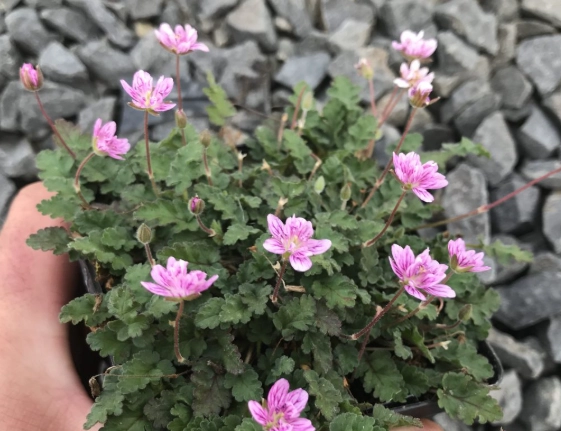erodium plant