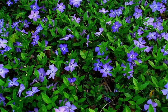vinca minor ground cover