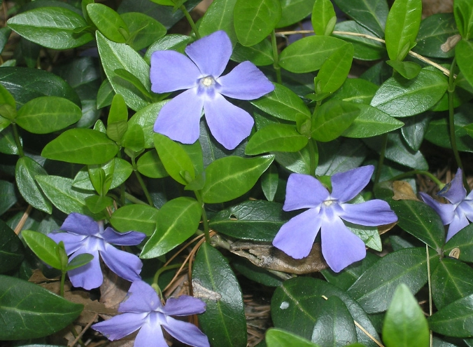 periwinkle plant care
