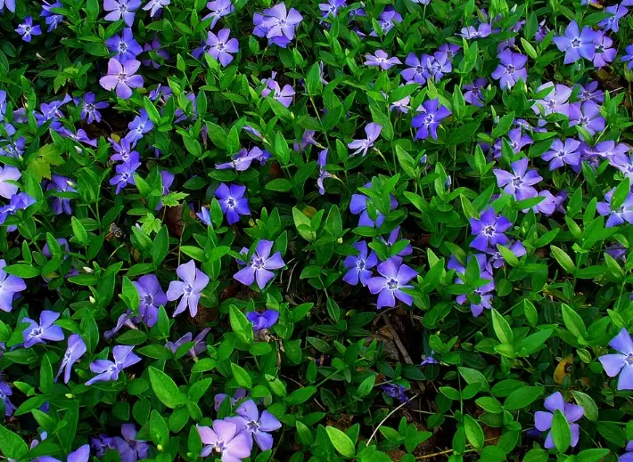 periwinkle blue flowers