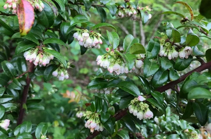 huckleberry vs blueberry