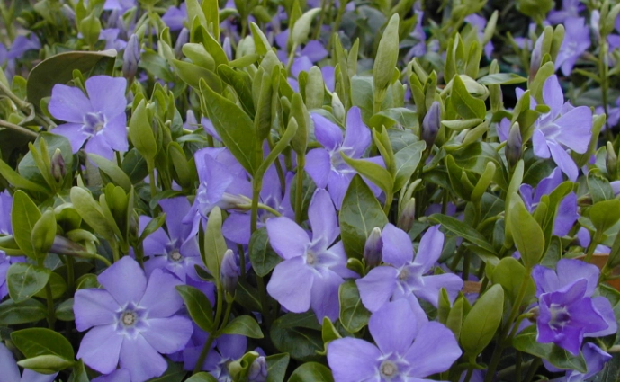 blue flowering plants blue flowering plants