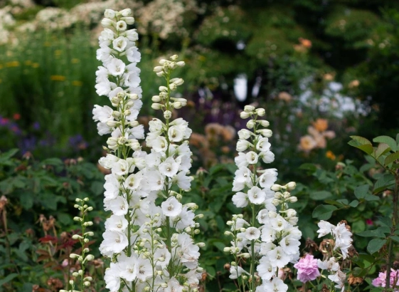 how to grow delphiniums
