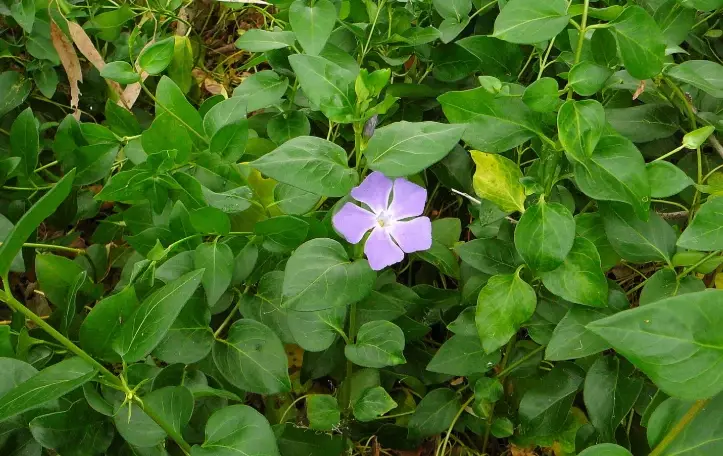 how to grow periwinkle how to grow periwinkle