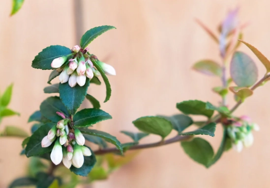 evergreen huckleberry