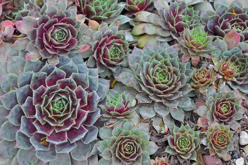 perennial succulent garden