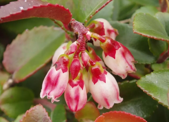 huckleberry vs blueberry