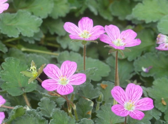 heron’s bill plant heron’s bill plant