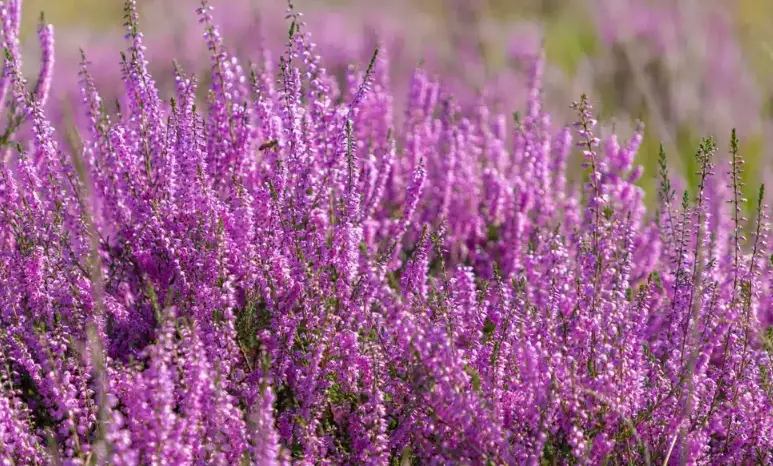 flowering heather