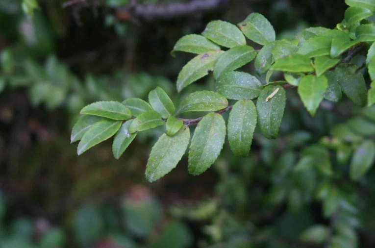 vaccinium ovatum care