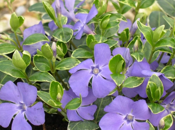 vinca minor ground cover
