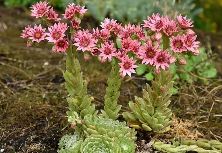 hens and chicks plant