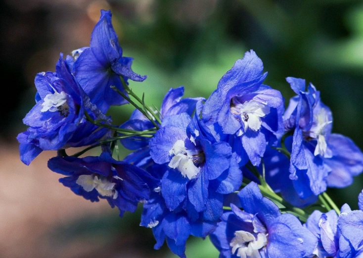 how to grow delphiniums
