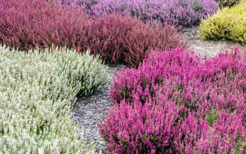 heather varieties heather varieties