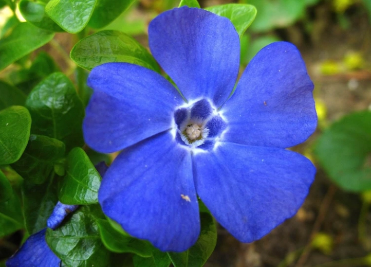blue flowering plants blue flowering plants