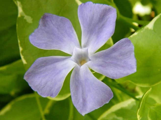 how to grow periwinkle how to grow periwinkle