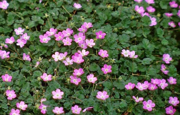 storksbill geranium storksbill geranium