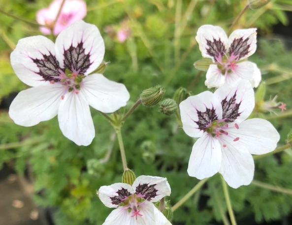 storksbill geranium storksbill geranium