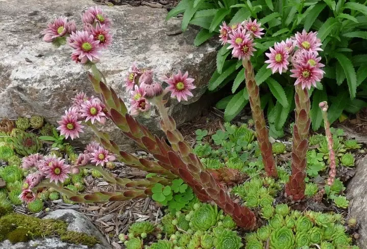 sempervivum care