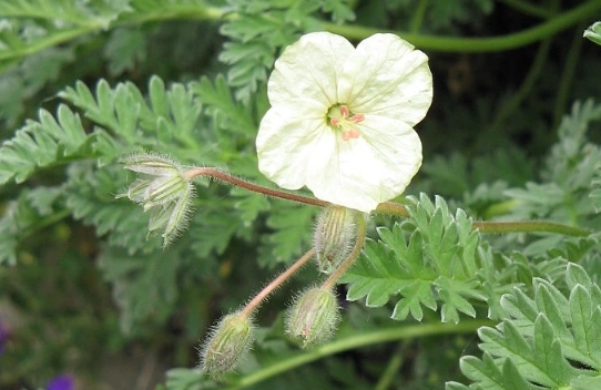 storksbill geranium storksbill geranium