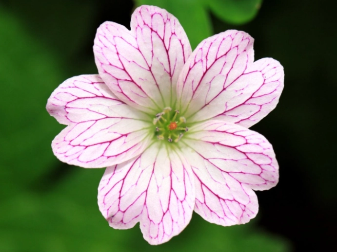 heron’s bill plant heron’s bill plant