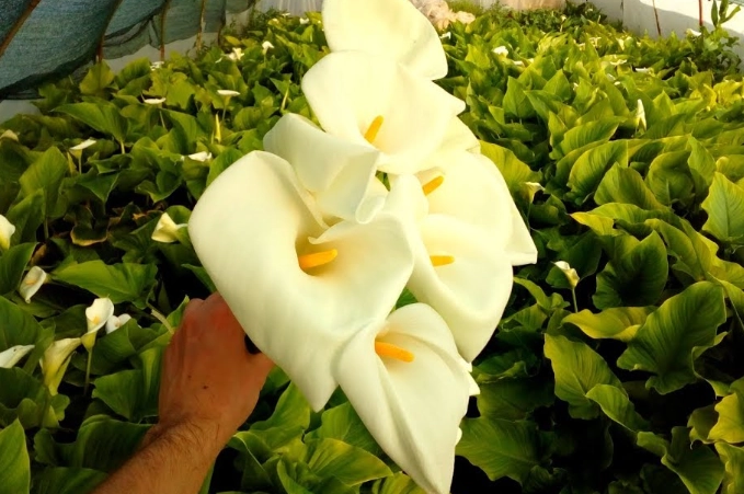 how to care for calla lilies