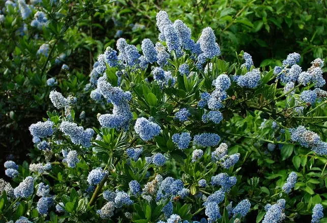 california wild lilac care