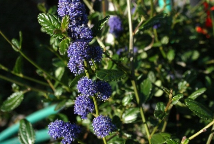 best ceanothus varieties