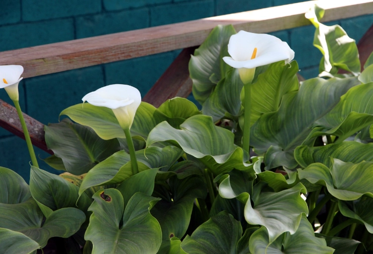 growing calla lilies