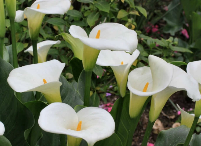calla lily winter care