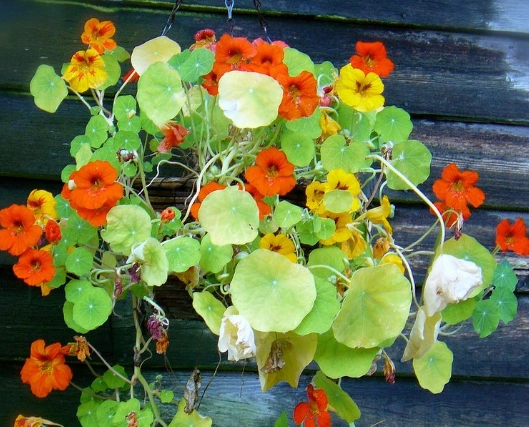 trailing nasturtium varieties