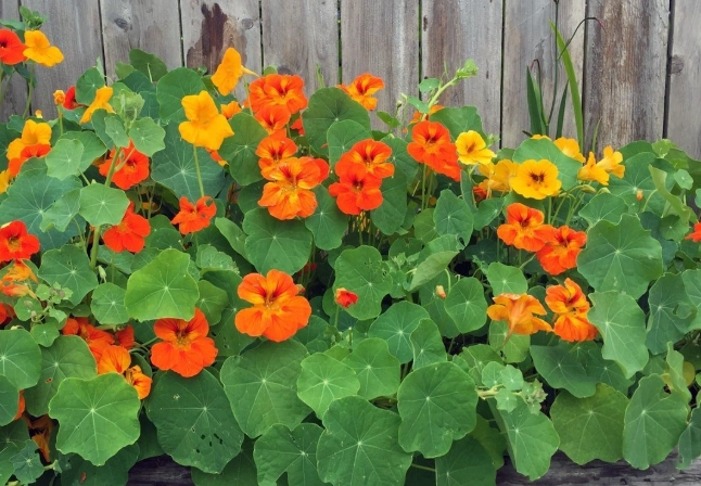 trailing nasturtium varieties