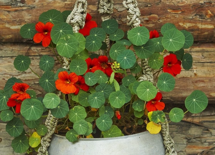 growing nasturtiums in hanging baskets