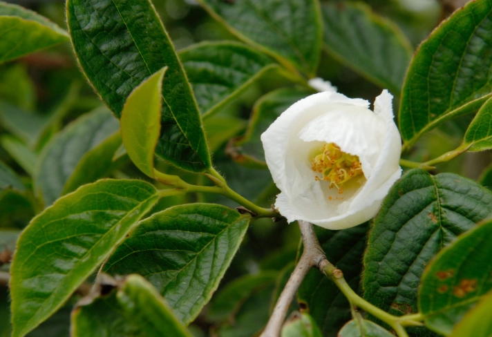 stewartia care