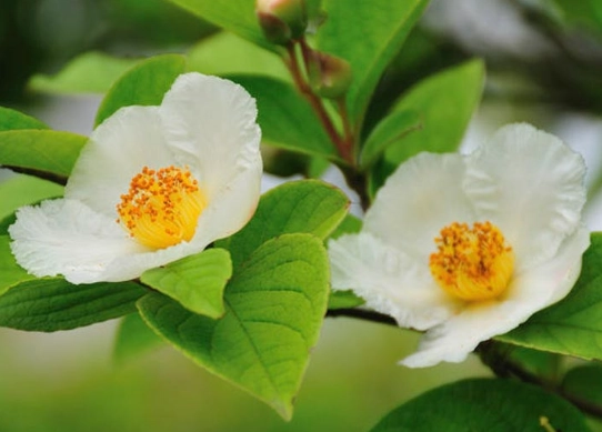 stewartia tree