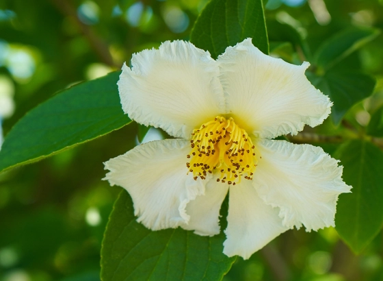 stewartia tree