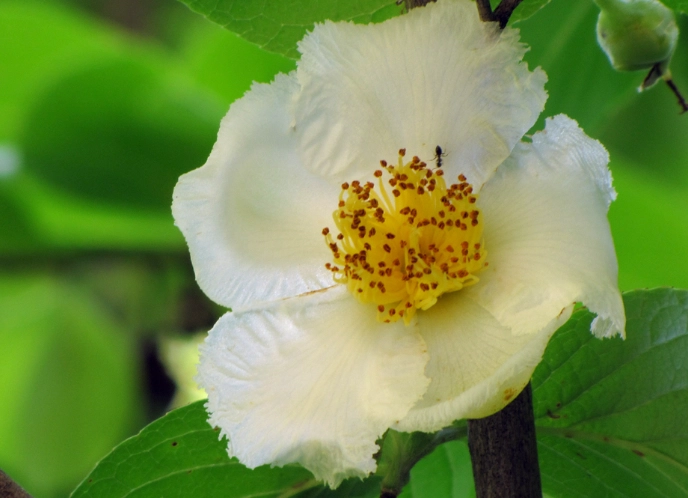 japanese stewartia