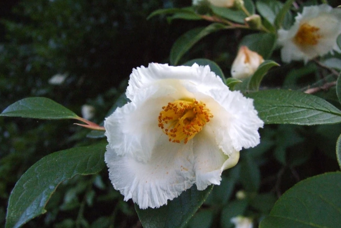 japanese stewartia